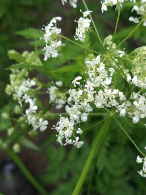 photo of Cow Parsley