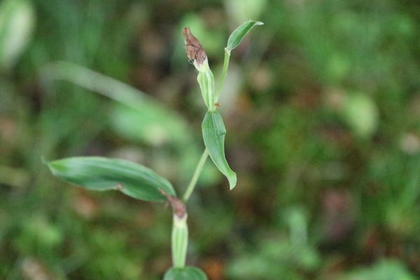 photo of White Helleborine