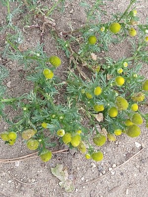 photo of Pineappleweed