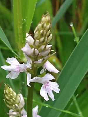 photo of Common Spotted Orchid