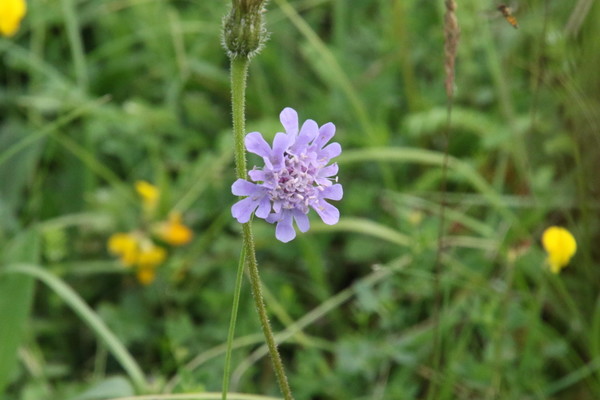 photo of Small Scabious
