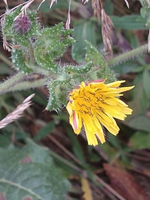 photo of Bristly Oxtongue