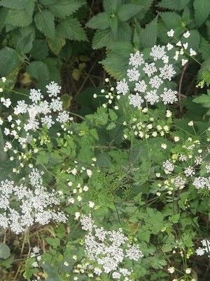 photo of Rough Chervil