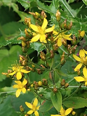 photo of Hairy St John's Wort