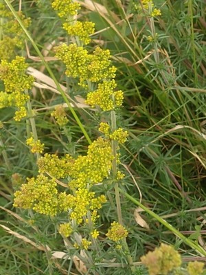 photo of Lady's Bedstraw