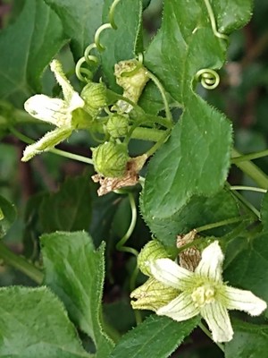 photo of White Bryony