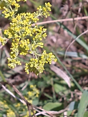 photo of Lady's Bedstraw