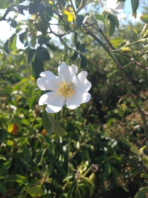 photo of Common Dog Rose