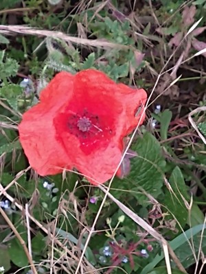 photo of Common Poppy
