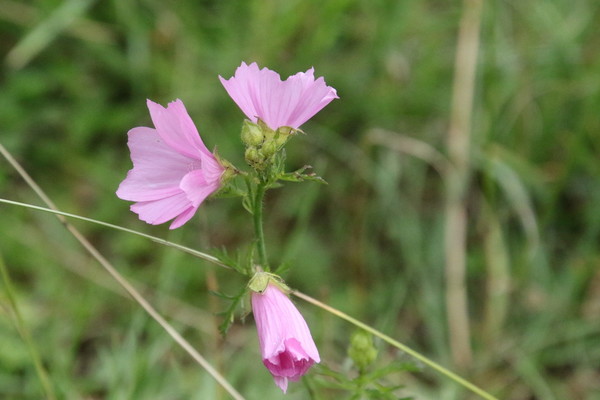 photo of Musk Mallow