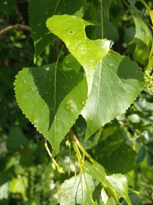 photo of Black Poplar