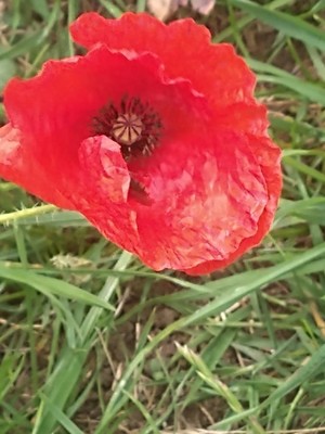 photo of Common Poppy