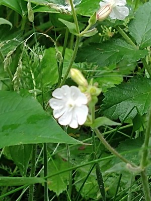 photo of White Campion