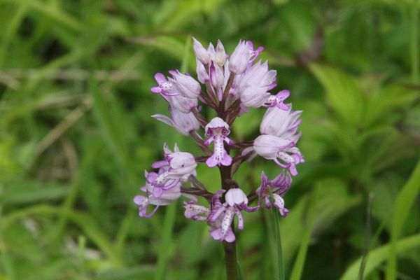 photo of Military Orchid