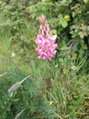 photo of Sainfoin