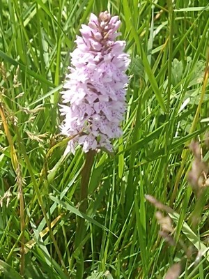 photo of Common Spotted Orchid