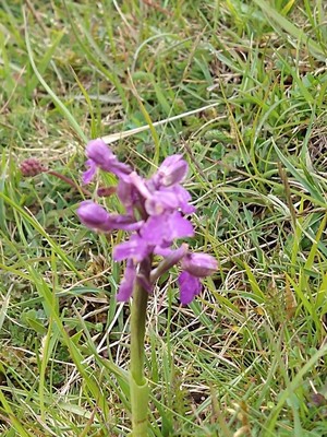 photo of Green Winged Orchid