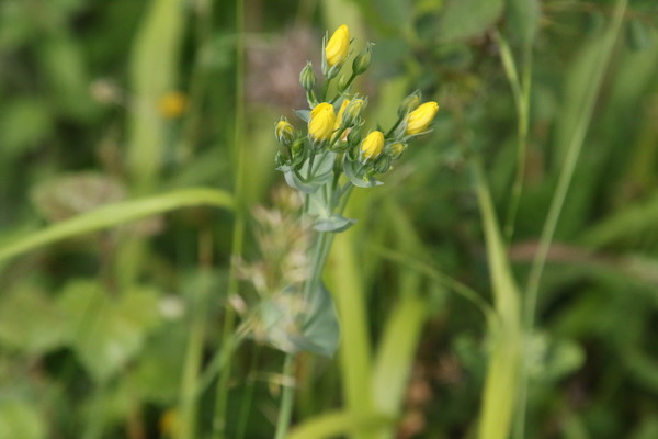 photo of Yellow Wort