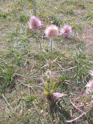 photo of Teasel