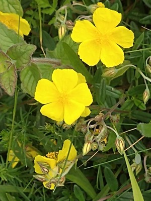 photo of Common Rockrose