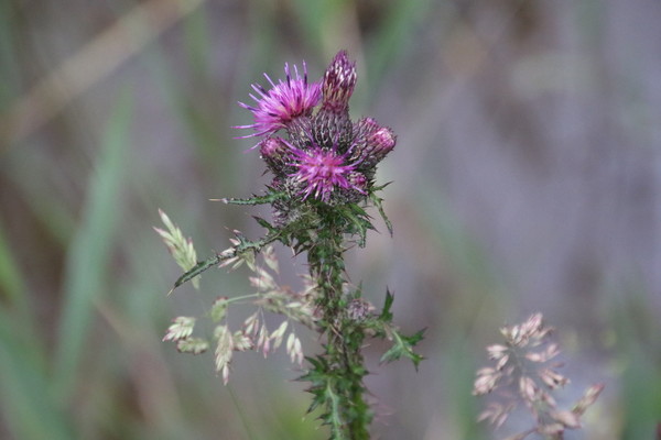 photo of Marsh Thistle