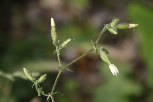 photo of White Campion