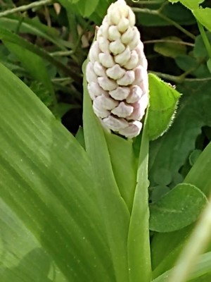 photo of Military Orchid