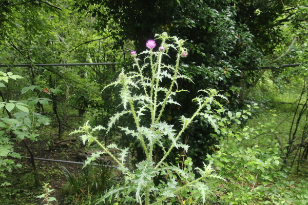 photo of Welted Thistle
