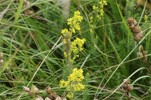photo of Lady's Bedstraw