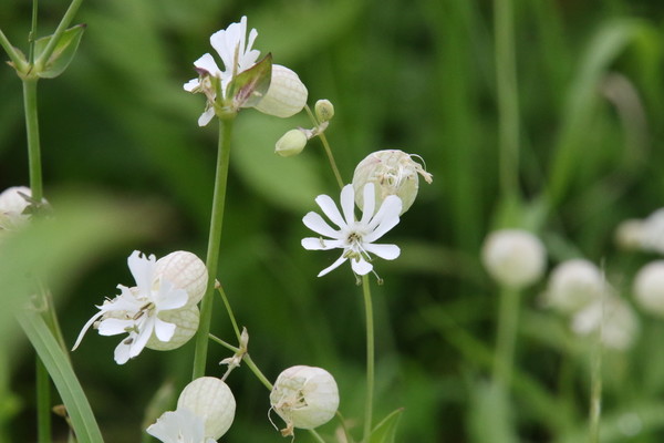 photo of Bladder Campion