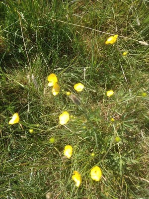 photo of Meadow Buttercup