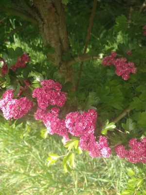 photo of Midland Hawthorn