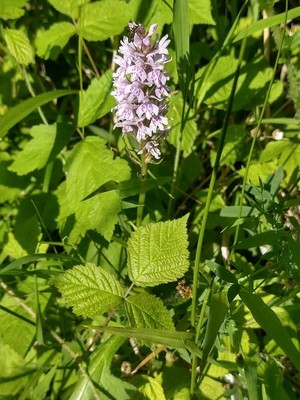 photo of Common Spotted Orchid