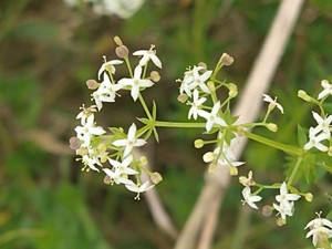 photo of Hedge Bedstraw