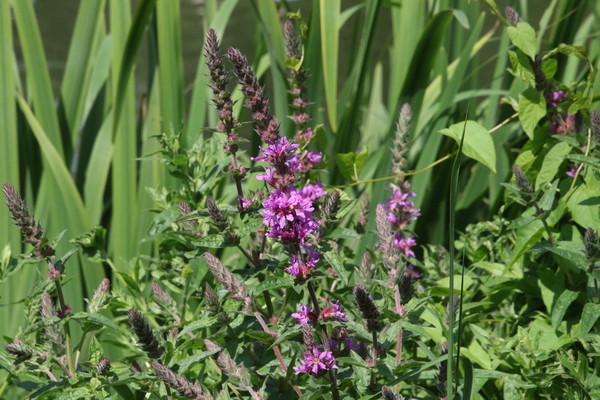 photo of Purple Loosestrife