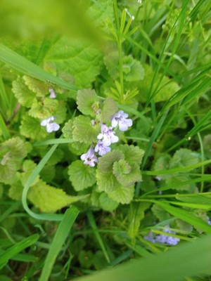photo of Ground Ivy