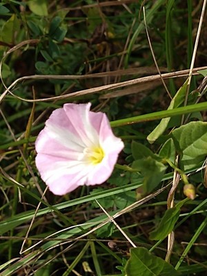 photo of Field Bindweed