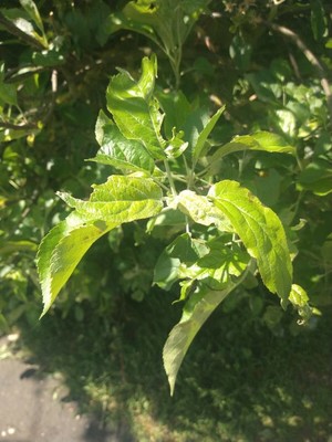 photo of Crab Apple