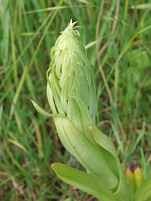 photo of Lizard Orchid