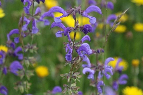 photo of Meadow Clary