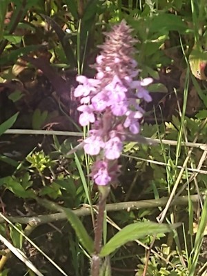 photo of Marsh Woundwort