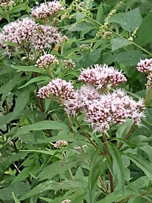 photo of Hemp Agrimony