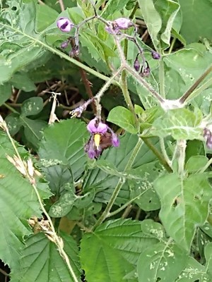 photo of Bittersweet