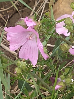 photo of Greater Musk Mallow