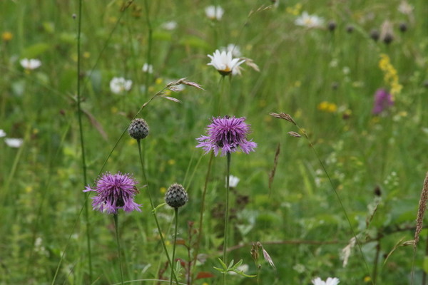 photo of Greater Knapweed