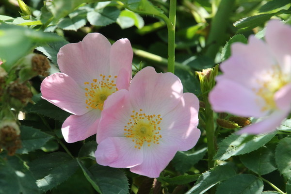 photo of Common Dog Rose