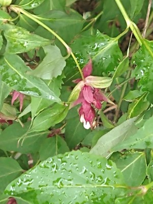 photo of Himalayan Honeysuckle