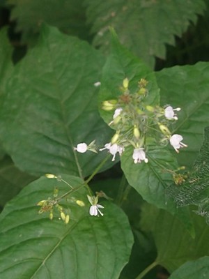 photo of Enchanter's Nightshade