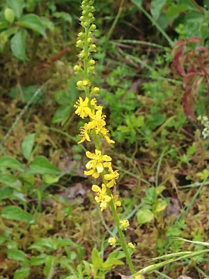 photo of Agrimony