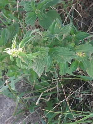 photo of Common Nettle